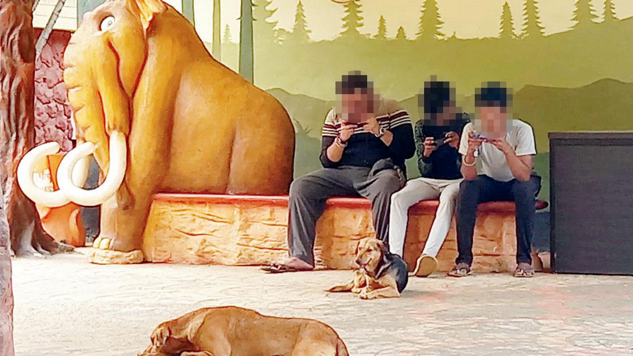The phone takes over flower power at a Kandivali park
