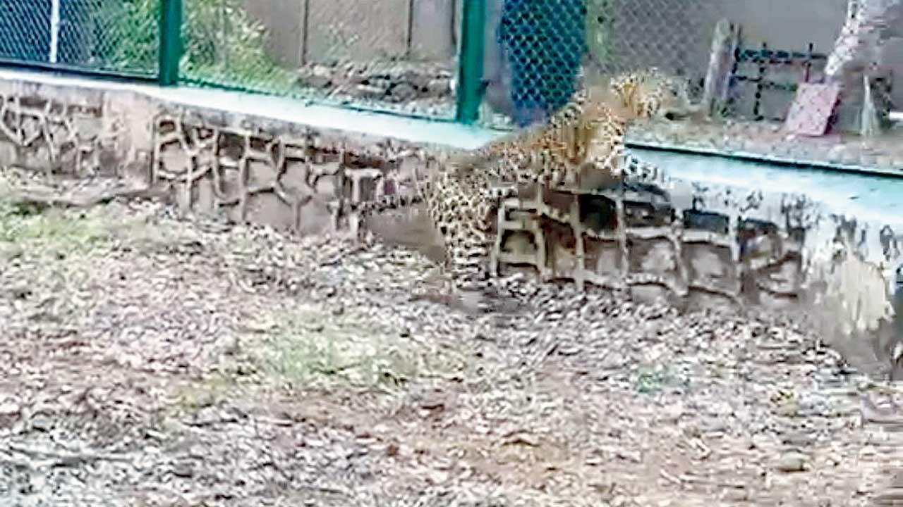 Mumbai: Timely intervention, good care by Sanjay Gandhi National Park team gives a new lease of life to leopard