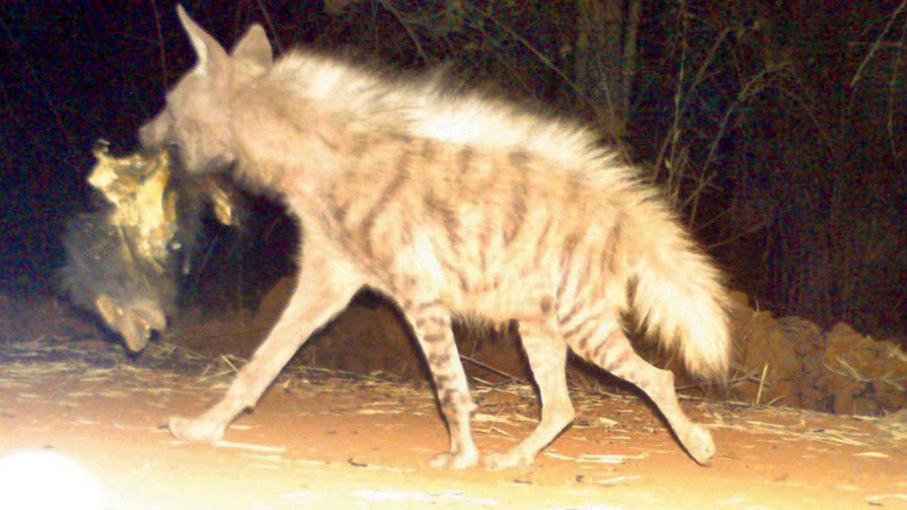 Maharashtra: Camera shoots hyena feeding on sloth bear at Melghat Tiger Reserve