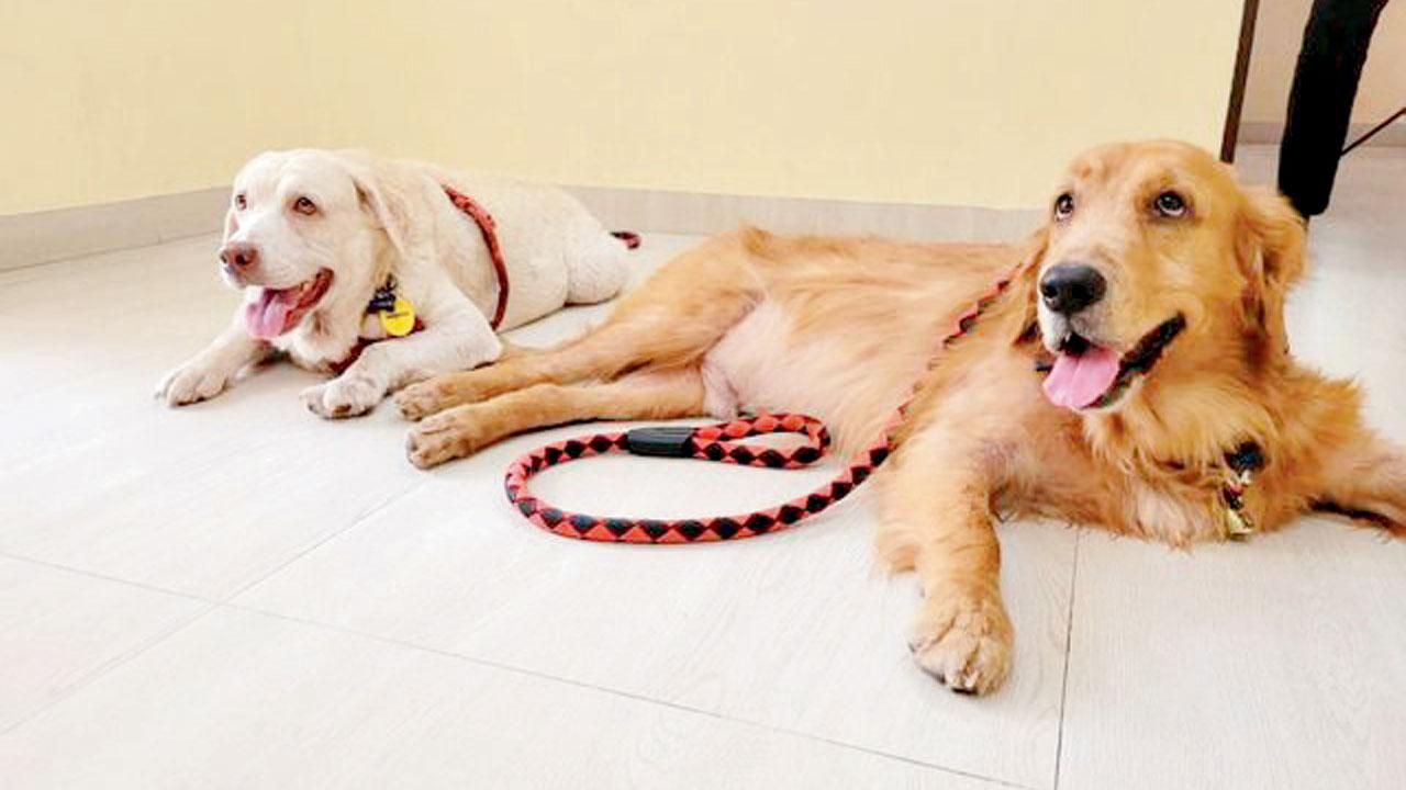 (From left) Myshka and Nino