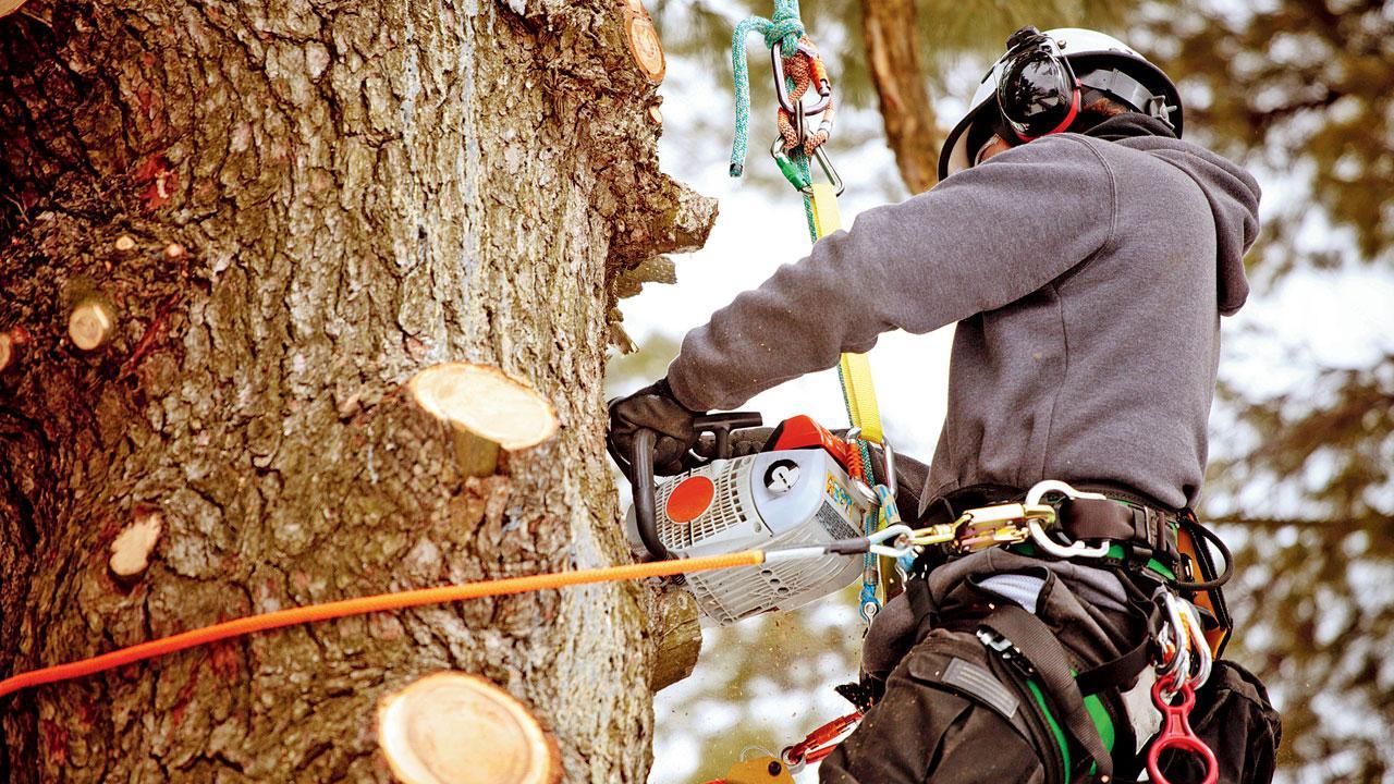 Man electrocuted while pruning trees in Navi Mumbai