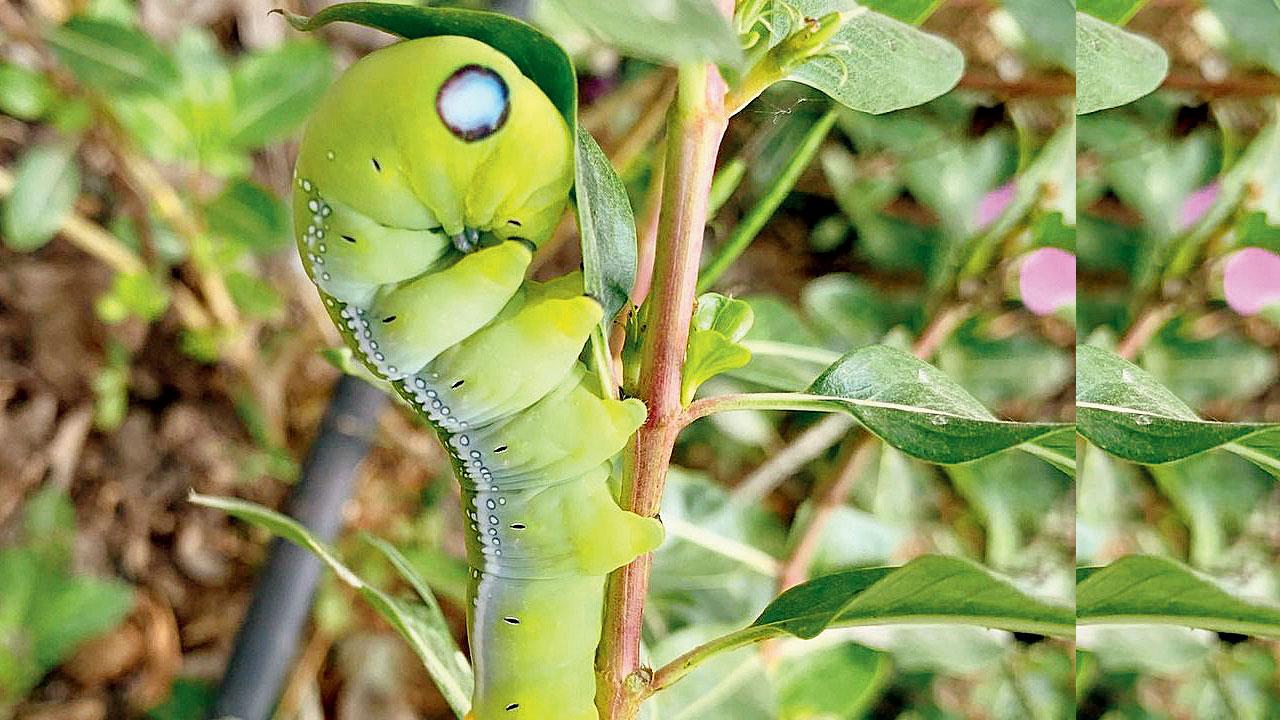 Oleander hawkmoth