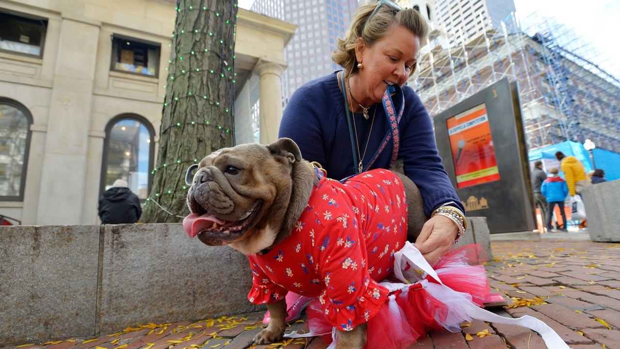 A file photo of an English Bulldog dressed as Raggedy Anne with her owner at Boston's annual Halloween Pet Parade and Costume Contest.  The British Bulldog is now unable to procreate even without human assistance.  If nature was in control, it would be extinct.  Bred to be stocky with short legs, the male needs a trapeze saddle-like contraption to mate with.  Photo/Getty Images