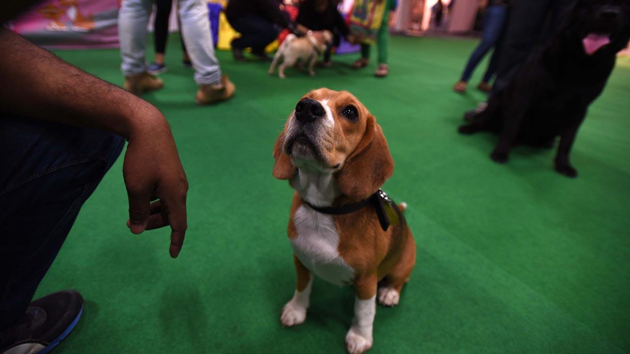 A beagle at the 9th India International Pet Trade Fair in Noida.  Beagles are at risk for eye and skin problems such as atopic dermatitis.  Photo/Getty Images