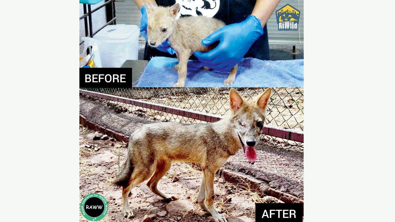 Sick, abandoned jackal rescued from mangrove patch nursed back to health after surgery, rehab
