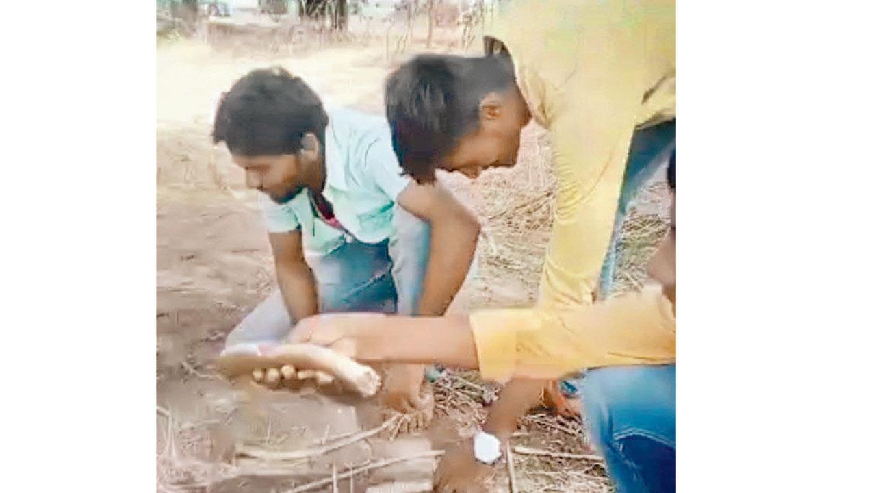 Maharashtra: 4 held, 2 minors booked for cutting up live snake in Osmanabad