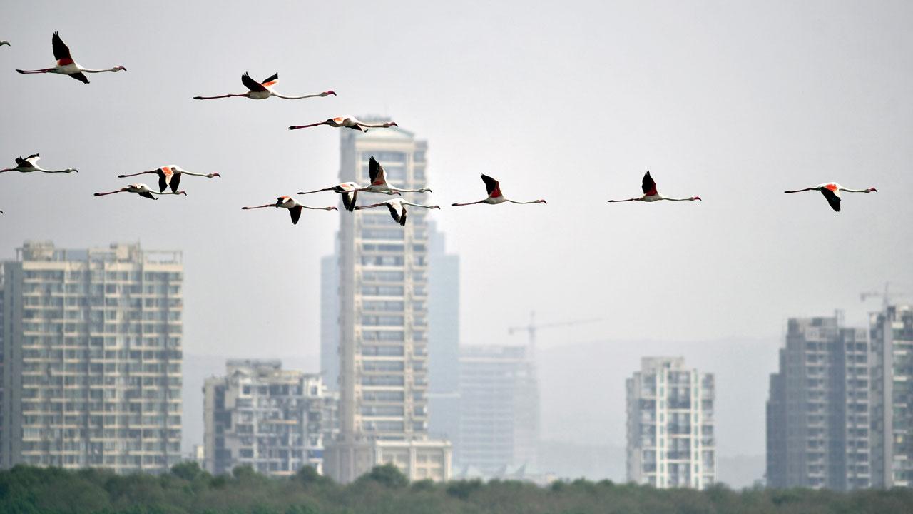 Greater flamingos at the Thane creek sanctuary at Airoli. File pic