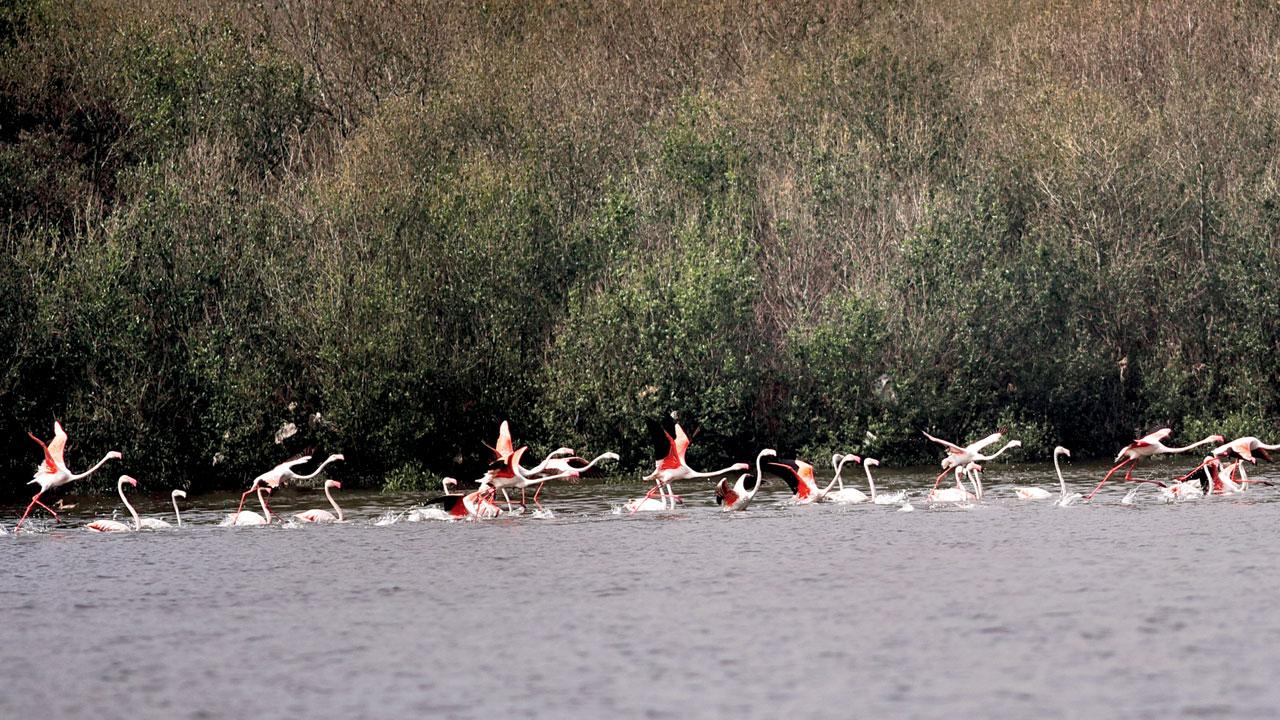 The Thane Creek Flamingo Sanctuary is a protected water body. File pic