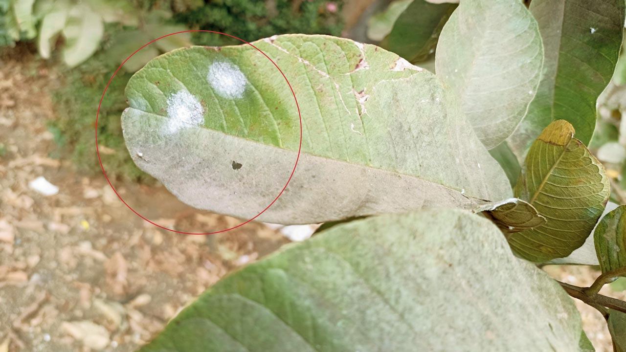Chikoo farmers say that the white spots on the leaves are caused due to infestation by spiralling whiteflies, who are known to be sap-sucking bugs