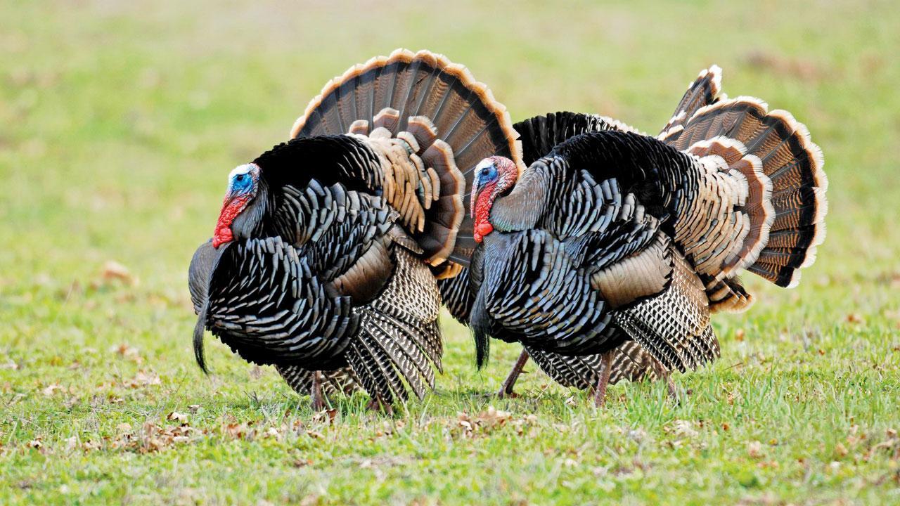 How a bold turkey helped find its stolen mate