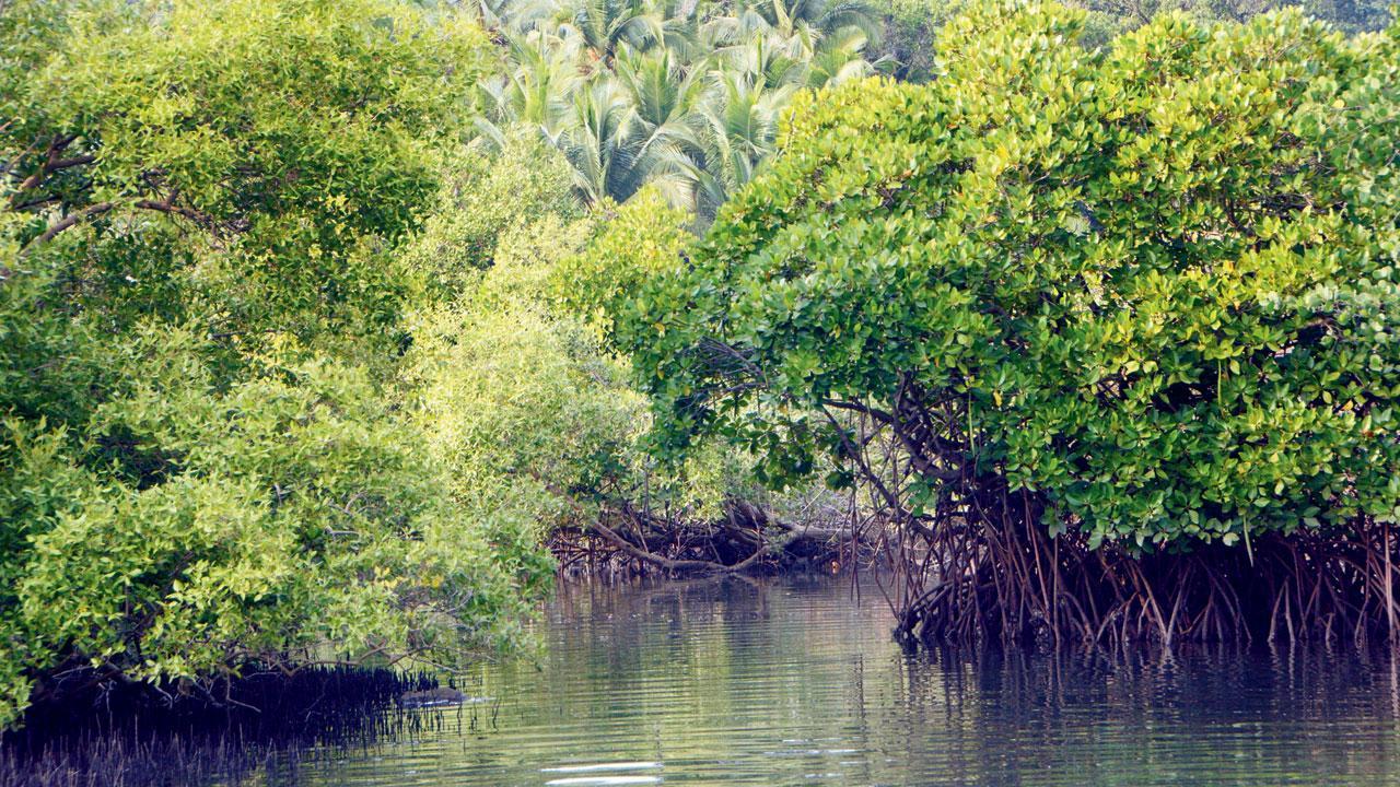 Mumbai green activists say wetlands put on back burner