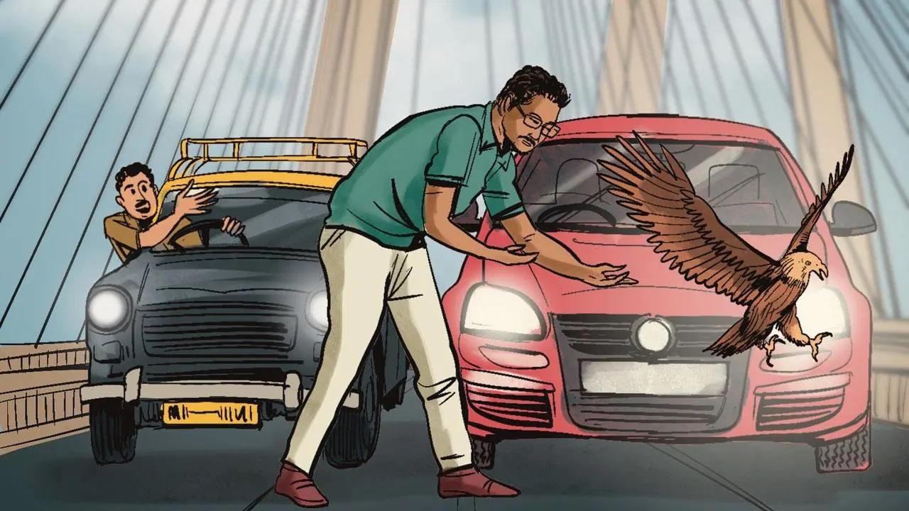 Mumbai: 43-year-old motorist run over by taxi on Sea Link while trying to save kite
In a tragic accident, a 43-year-old man was killed in an accident after he stopped on the Bandra Worli Sea Link to save a kite, which had crashed into his car. As Amar Manish Jariwala picked up the injured bird, a kaali peeli rammed into him, and he died on the spot. Though devastated by the loss, the family does not want any action against the taxi driver, against whom a case has been registered by the Worli police.