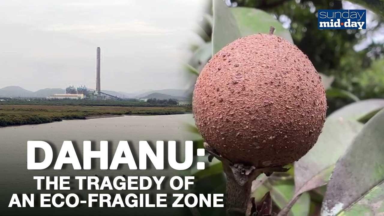 Dahanu: The Tragedy Of An Eco-Fragile Zone