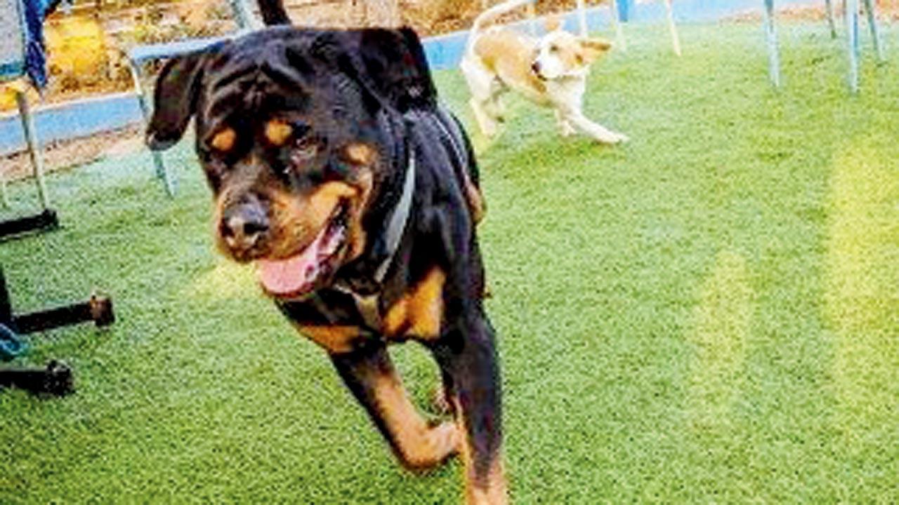 For a pet project