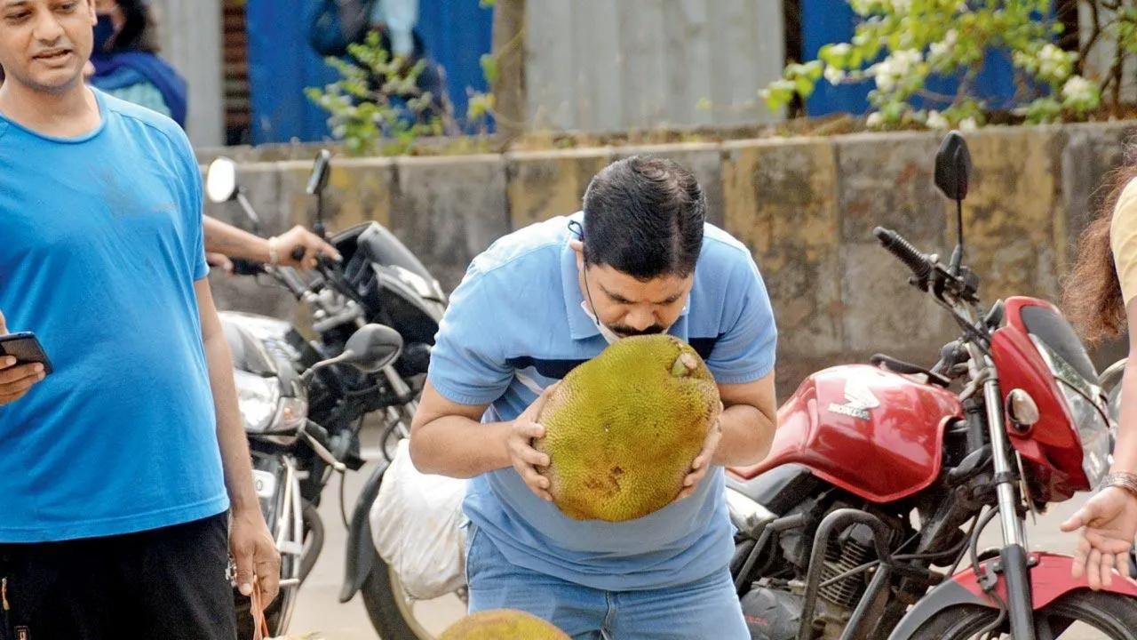 Sweet smelling success: A customer sniffs out the perfect jackfruit for Purnima festival in Thakurli. Pic/Satej Shinde