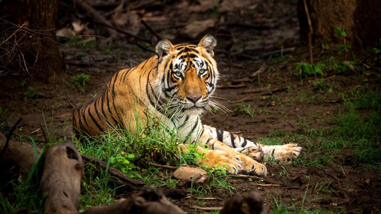 Maharashtra: Tiger found dead near railway track in Gondia district
