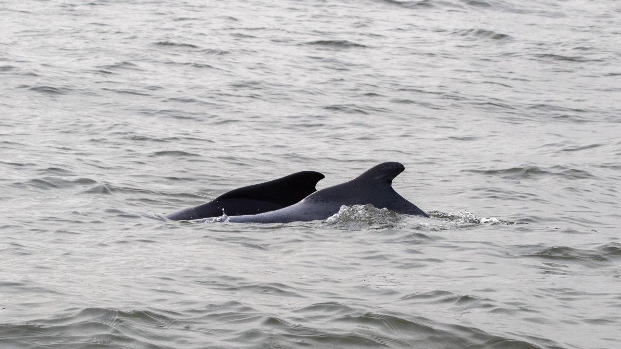 Maharashtra to conduct first-ever dolphin population estimation across coastal waters of Mumbai Metropolitan Region