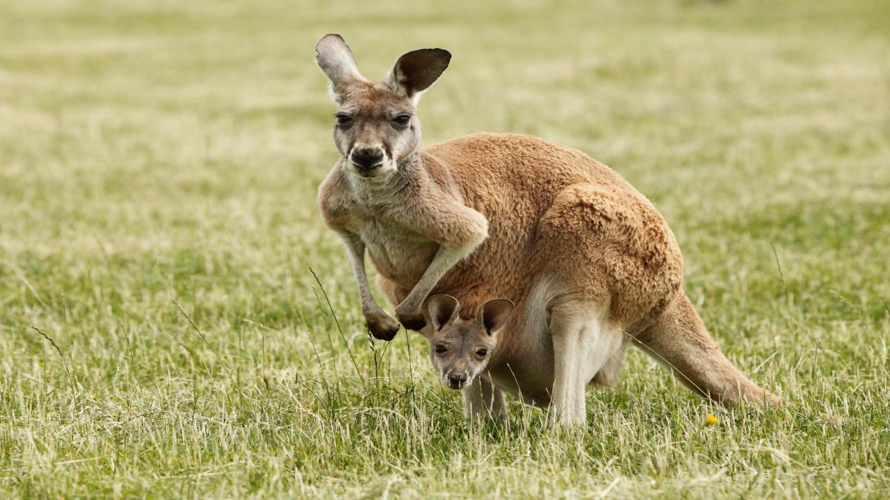 Watch video: Aussie man fights with kangaroo; here's what happens next