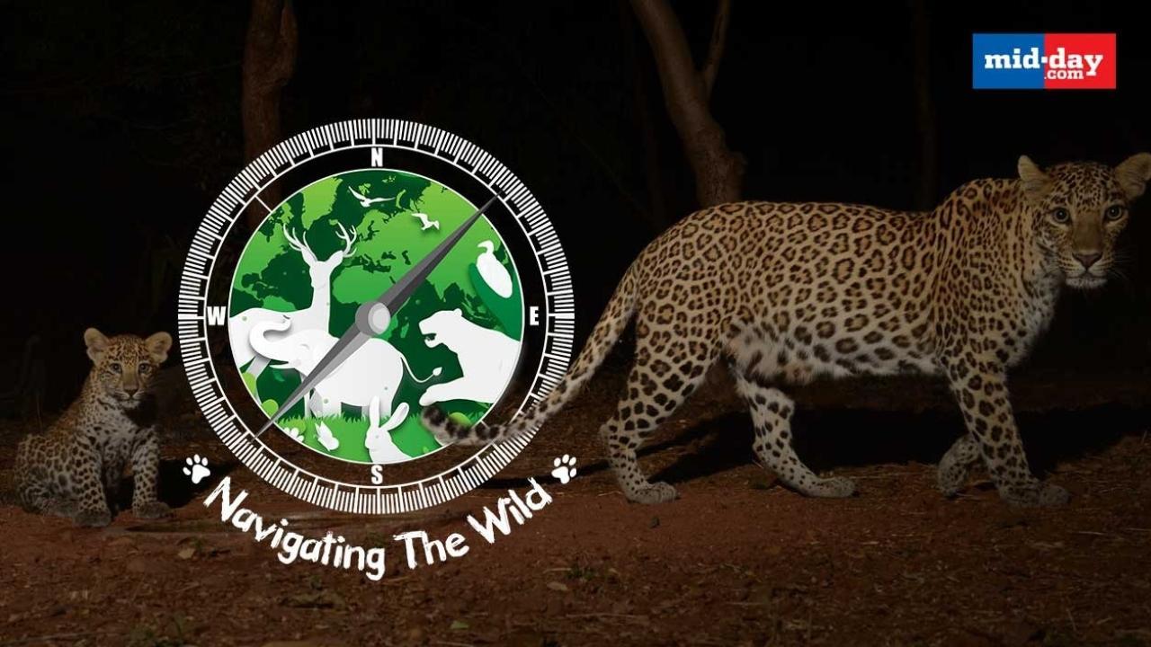 Leopards & Camera Trappers Of Aarey Forest