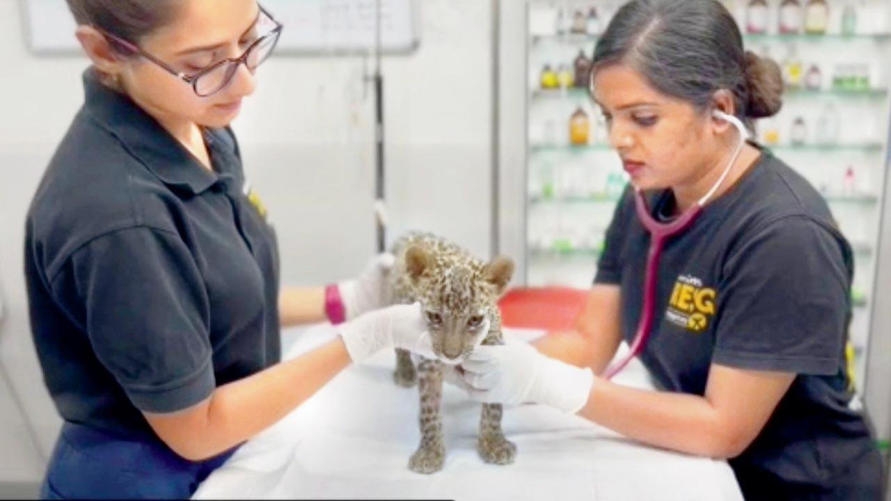 Leopard cub rescued from illegal captivity gets rare blood transfusion