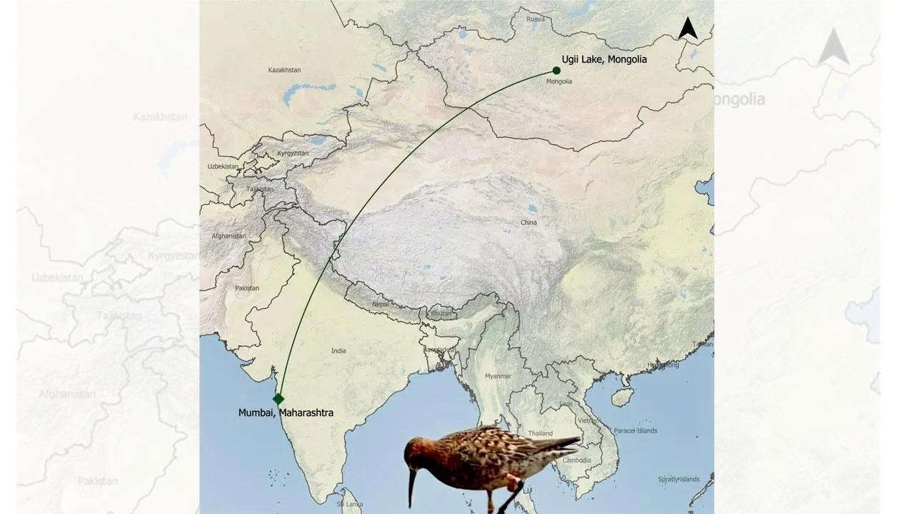 Tagged in Mumbai, bird flies 4,500 km in 5 months