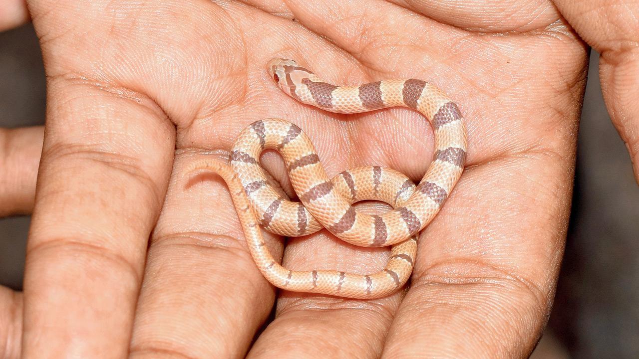 Rare Albino snake rescued in Chembur