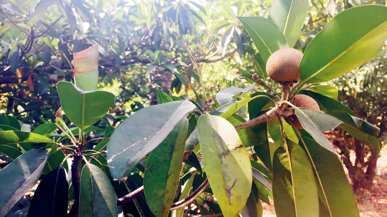 Dahanu and Golvad make up the heart of the chikoo growing belt of Palghar district. Cultural festivals in Dahanu usually showcase the chikoo or sapota in all its avatars, including as powder to make a quick milkshake
