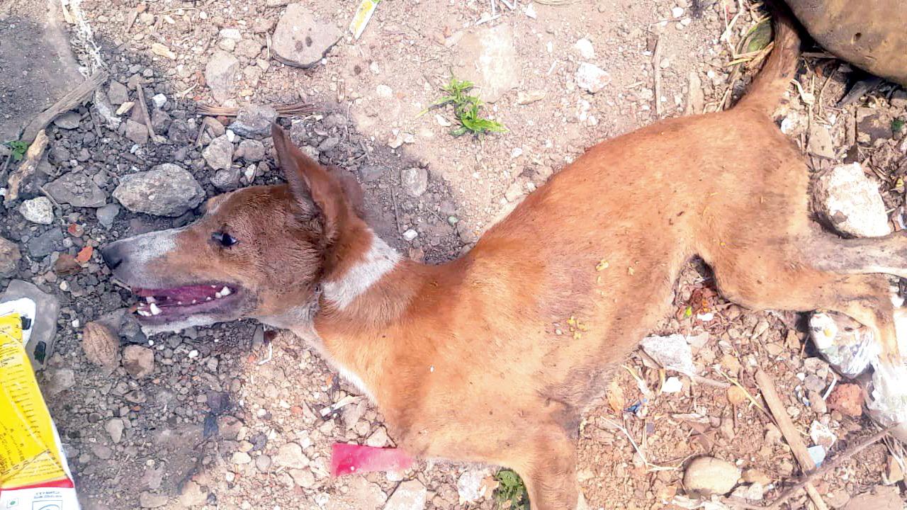 The dog after it was dumped near a crematorium