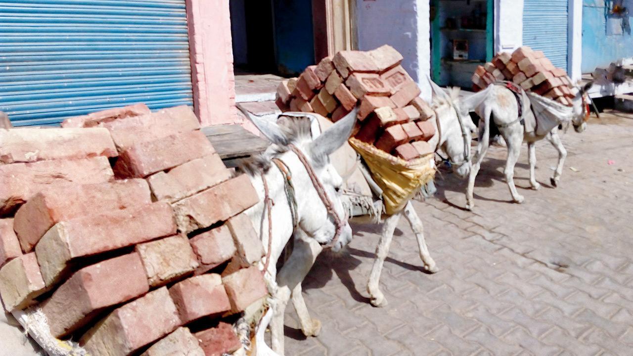 Donkeys get a breather as brick kiln workers turn to tractors