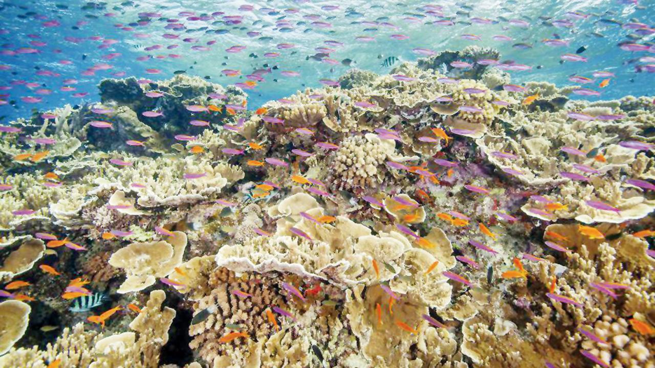 Great Barrier Reef suffers coral bleaching