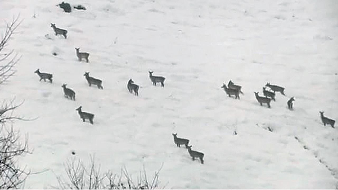 Herd of endangered Hangul sighted in Kashmir national park