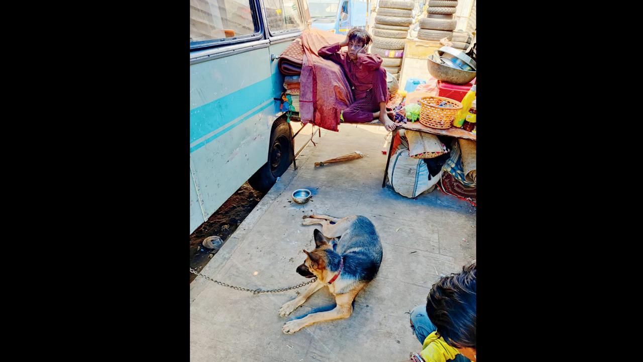Jimmy, the female dog which was taken away by the ‘activist’