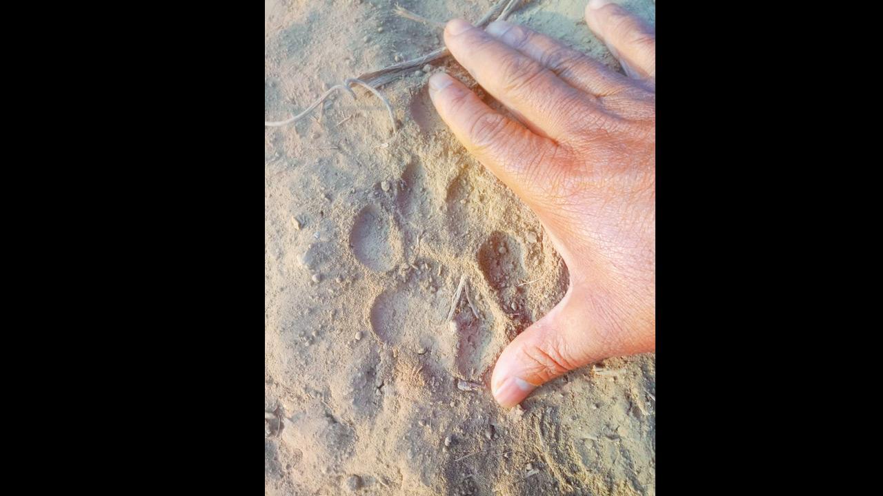 Leopard who walked from Sanjay Gandhi National Park to Gorai