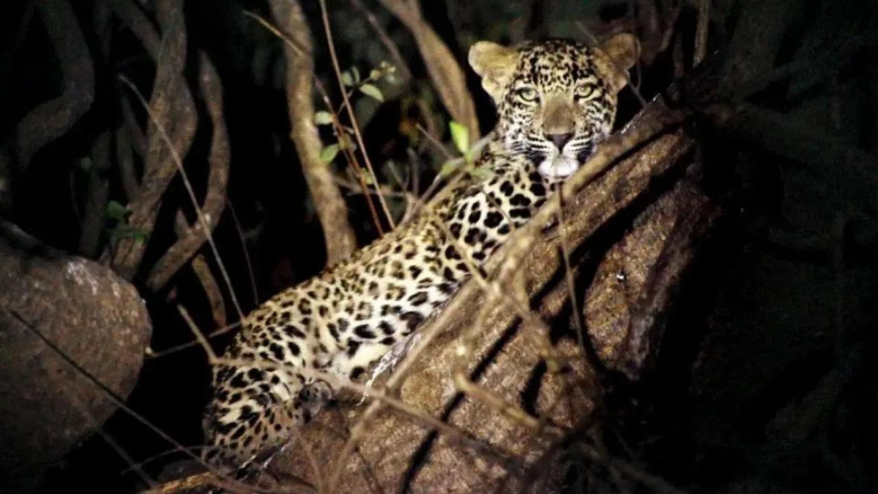 Maharashtra: Courageous woman fights off leopard, saves husband from its clutches