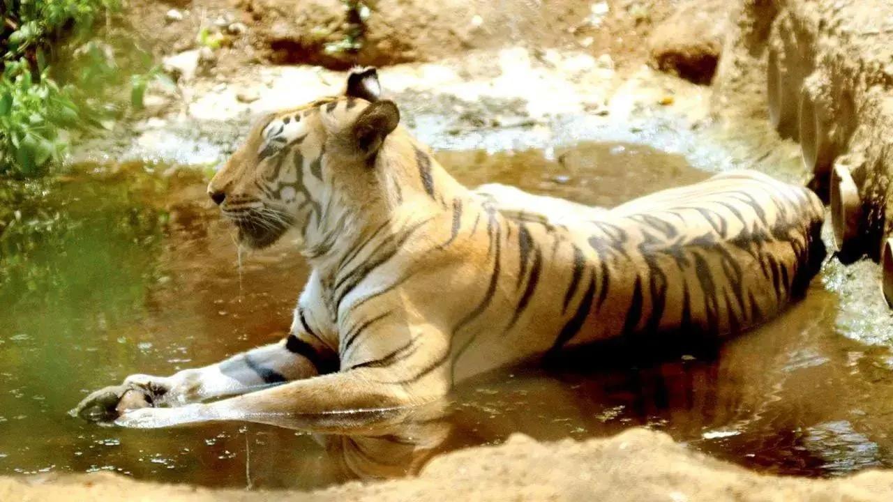 Maharashtra: Radio-collared tiger found dead with deep wound around neck; septicemia suspected