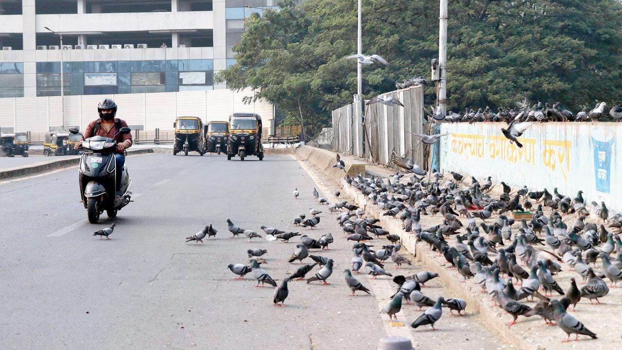Mumbai: Locals, bird feeders spar over feeding pigeons in Mulund