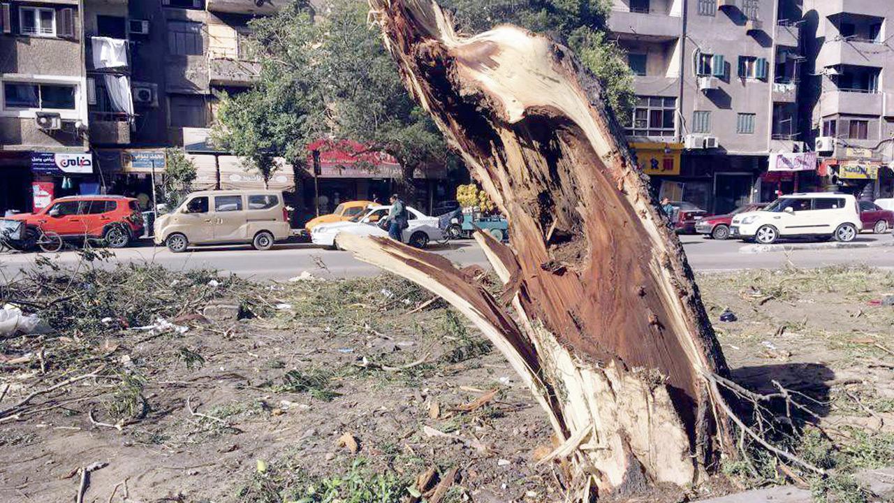Egyptians fight to save tress, amidst city transformations in Cairo