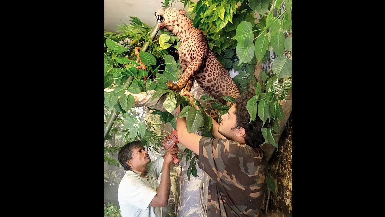 India's first taxidermy museum at Sanjay Gandhi National Park set to open  in 2-3 weeks