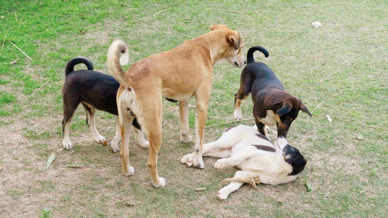 Who let the dogs out?