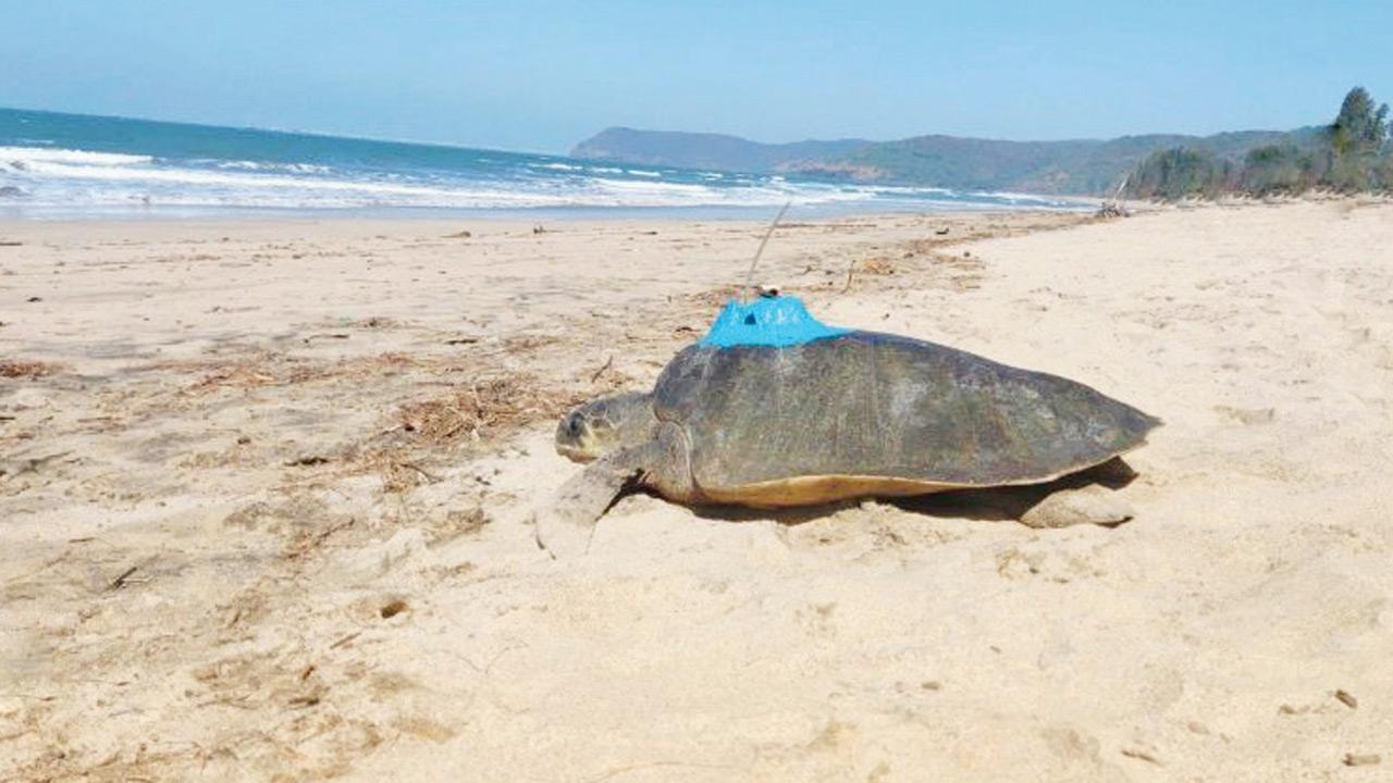 ‘Where did the tagged turtle go?’