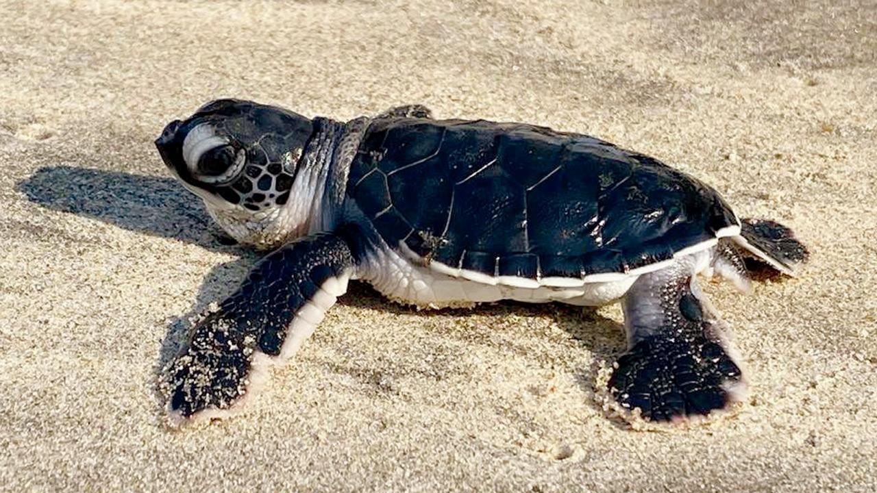 First Green Sea turtle hatches on Maharashtra coast