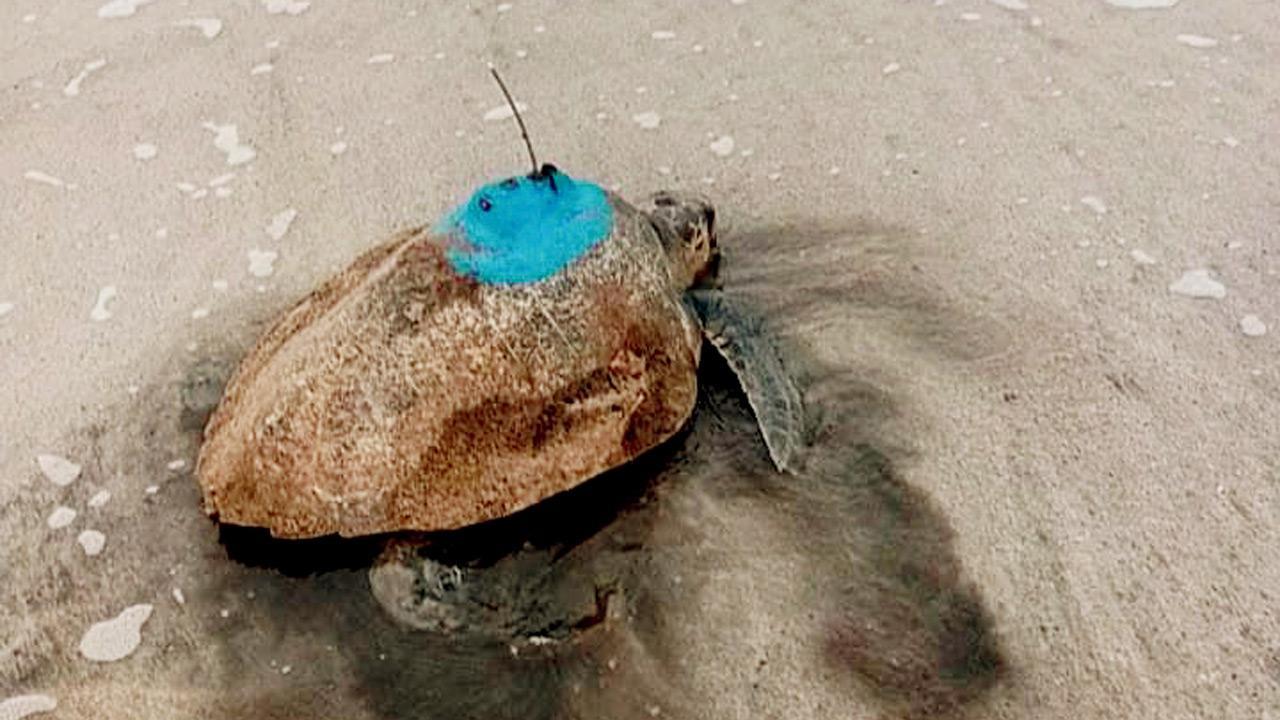 One Tagged Turtle In Race To Reach Gujarat Officials 