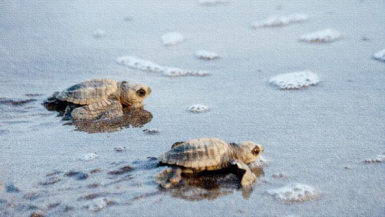 Nesting in dead heat raising turtle mortality: Study