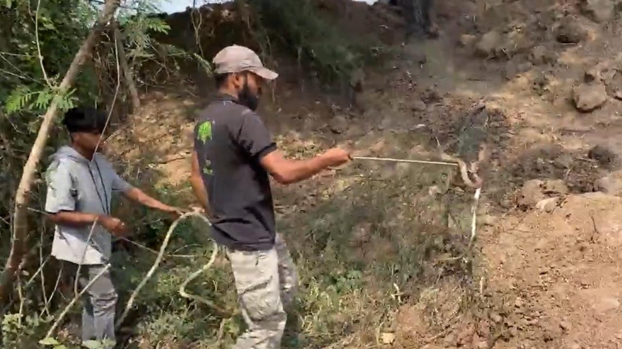 WATCH: NGO rescues venomous snake from abandoned well in Nashik