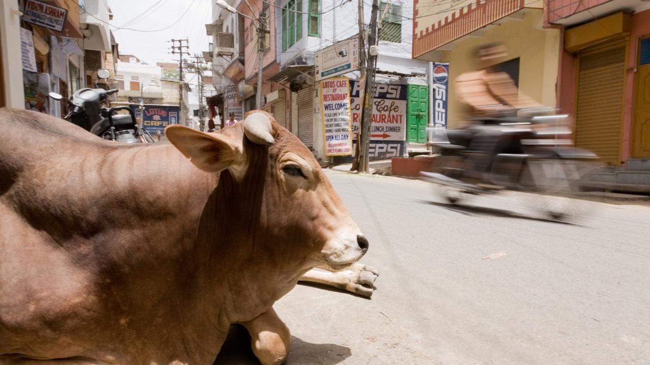 Cow gets stuck in Mumbai drain; rescued after 5 hours