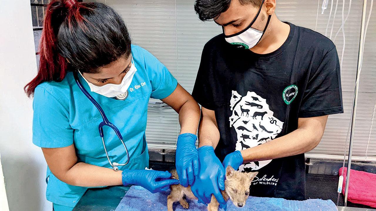 Mumbai NGO to reunite rescued jackal with its family