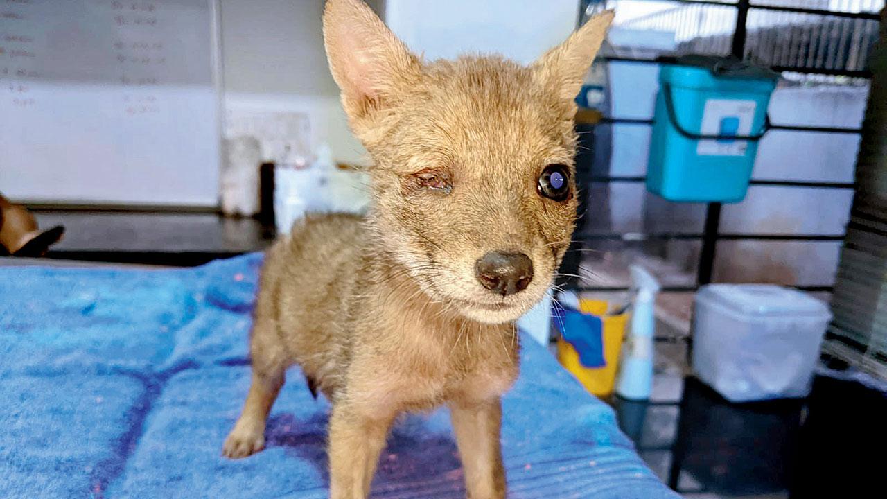 The young jackal was stuck in the creek and was rescued by a fisherman. Pic/RAWW