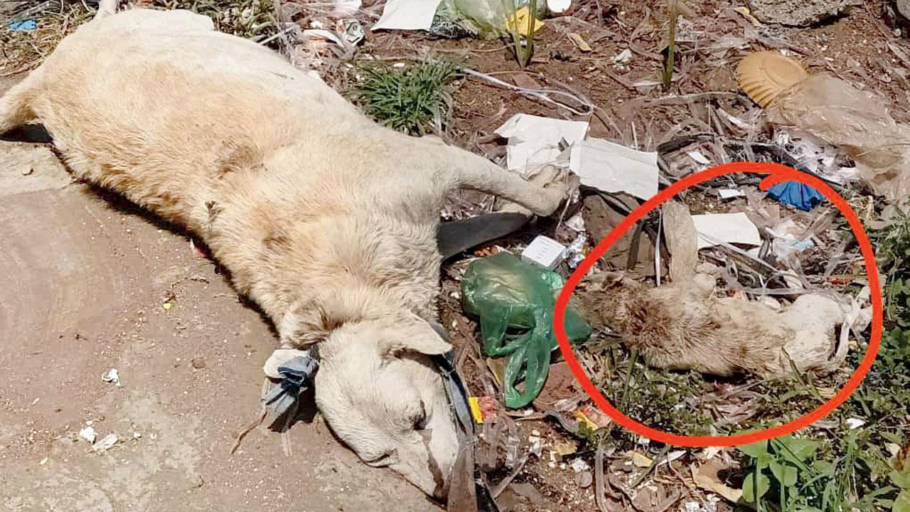 Stray dog, her puppy hanged from a tree in Ulhasnagar