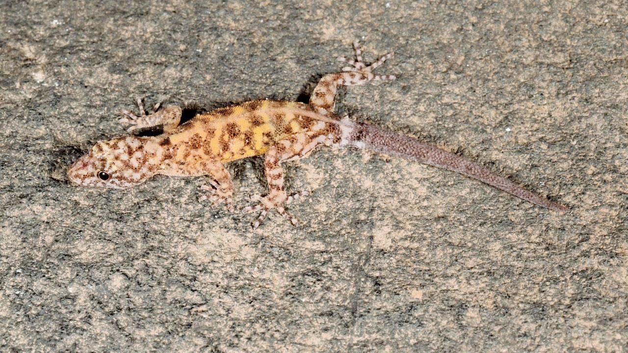 Cnemaspis tigris