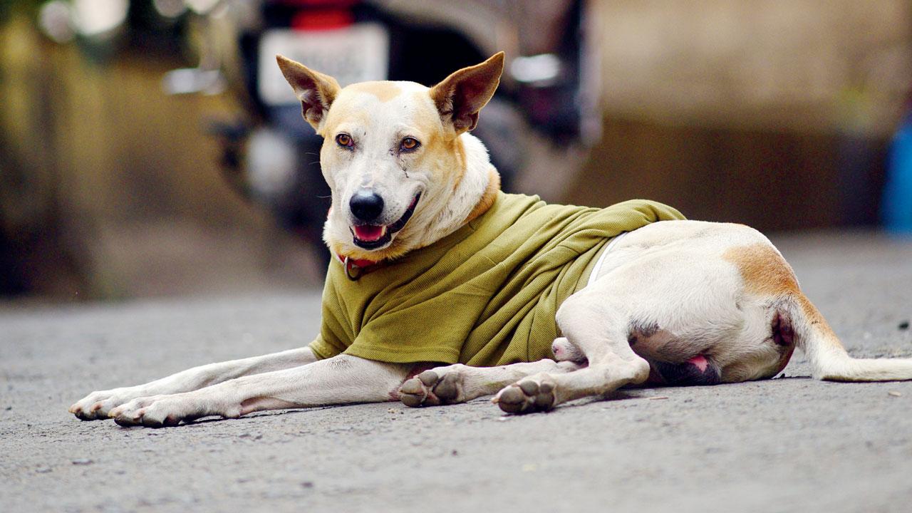Whiskey was adopted by a few boys in the society two-and-a-half-years ago. Pics/Pradeep Dhivar